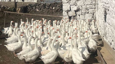 Akyaka Kaymakamı Kalkankale'de kaz üreticisini ziyaret etti