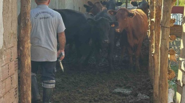 Bayburt Aydıntepe'de şap aşılama kampanyası Çayırköprü'de başladı
