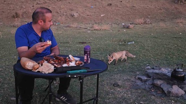 Bitlis'te tilki piknik sofrasından 2 saat ayrılmadı, uzmanlardan kuduz uyarısı geldi