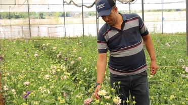 Antalya'da lisianthus üretimi 14 yılda Avrupa pazarına açıldı