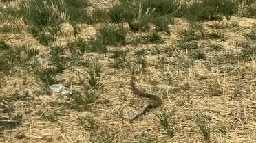Çankırı'da iş yerine giren yılan itfaiye ekiplerince yakalanıp doğaya bırakıldı