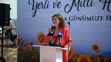Edirne'de yerli hibrit ayçiçeği hasadında Vali Sezer'den üreticiye destek sözü