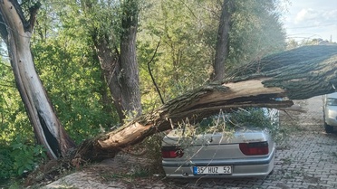 Konya'da otomobilin üzerine ağaç devrildi