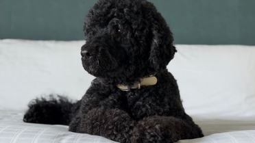 Obama ailesinin köpeği Sunny 13 yaşında hayatını kaybetti