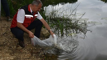 Ordu'da göl, gölet ve barajlara 80 bin yavru sazan bırakıldı