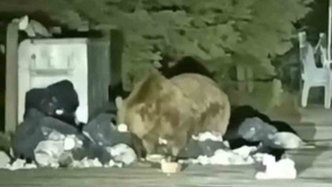 Uludağ Sarıalan'da aç kalan ayı çöp konteynerinde yiyecek aradı