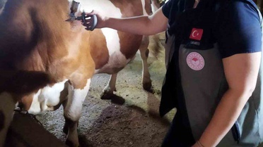 Afyonkarahisar'da şap aşılaması sürüyor, ekipler araçlarını dezenfekte ediyor
