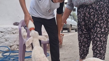 Manisa'da Sakız ırkı koyun üçüz doğurdu, kuzular biberonla besleniyor