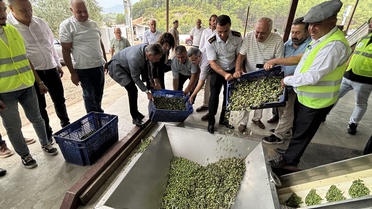 Kumluca'da zeytin hasadı erken başladı, geçen yıl 500 ton yağ sıkıldı