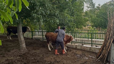 Aydıntepe'de şap aşı kampanyası 14 Eylül'de başladı, köylerde sürüyor