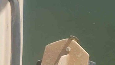 Elazığ Karakoçan'da tekne motorunda yılan paniği yaşandı