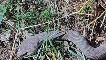 Hakkari'de çiftçilik yapan gazeteci, tarlasında 1,5 metrelik kocabaş yılanı görüntüledi