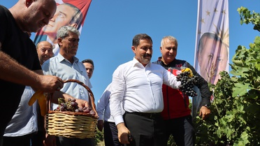 Hatay'da üzüm hasadı başladı, 85 bin ton rekolte bekleniyor