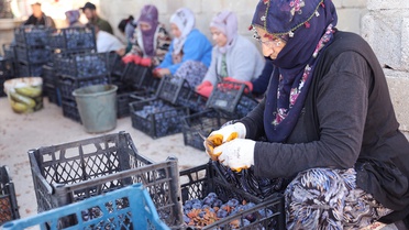 Nevşehir Ürgüp'te köylüler erik kurutup yılda 500 milyon lira kazanç sağlıyor