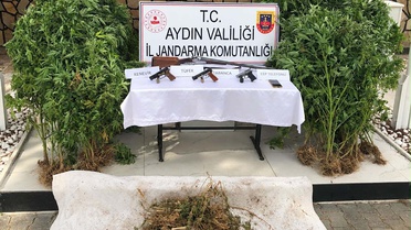 Kuyucak'ta ormanda kenevir yetiştiren A.Y. gübreyle gelince suçüstü tutuklandı