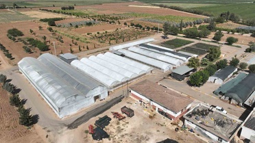 Şanlıurfa'da seralarda 500 bin kışlık çiçek üretimi başladı