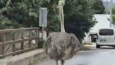 Şile'de trafiğe kaos salan deve kuşu itfaiye ekiplerince yakalandı