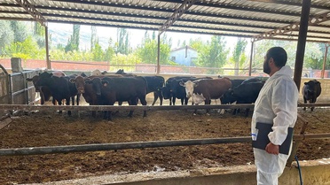 Afyonkarahisar Sultandağı ile Çay'da TİGEM kaynaklı hayvanlara saha kontrolü yapıldı