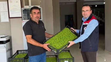 Tosya'da çiftçilere yüzde 75 hibeli 11 bin 400 marul fidesi verildi
