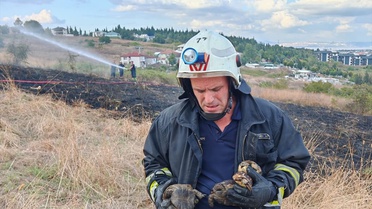 Yalova'da arazi yangınında mahsur kalan 11 kaplumbağa itfaiyece kurtarıldı