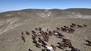 Amasya Akdağ Yaylası'nda 150 yılkı atı dronla havadan görüntülendi