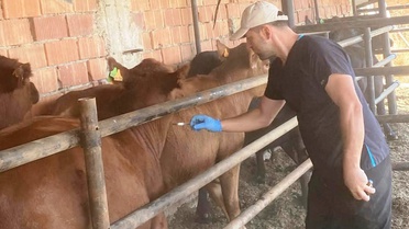 Aslanapa'da şap aşılaması sürüyor, veteriner hekimler sahada