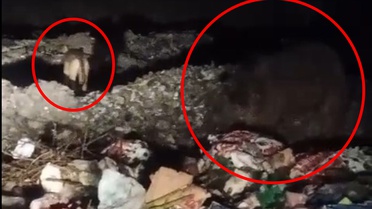 Bingöl Kiğı'da ayı ve kurtlar çöp konteynerlerinde yiyecek ararken görüntülendi