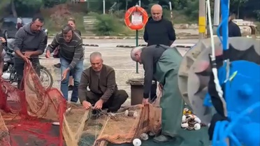 Amasra'da balıkçının ağlarına bir gecede yaklaşık 2 bin palamut takıldı