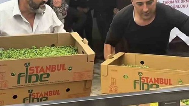Burdur'da üreticilere yüzde 75 hibeyle 164 bin 500 marul fidesi dağıtıldı