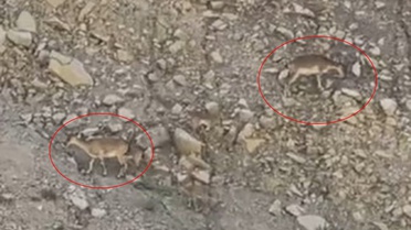 Uzundere'de dağ keçileri kara yoluna indi, sürücüler anları kaydetti