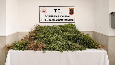 Diyarbakır'da jandarma operasyonunda 14 bin 92 kök kenevir ele geçirildi
