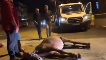 Edirne Keşan'da ata şiddet iddiasıyla 2 şüpheli gözaltına alındı, at korumaya alındı