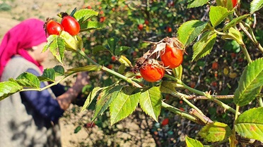 Erzincan'da kuşburnu hasadı başladı, marmelat kışa hazırlanıyor