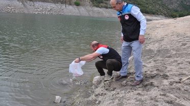 Gümüşhacıköy'de İmirler Barajı'na 50 bin sazan yavrusu bırakıldı