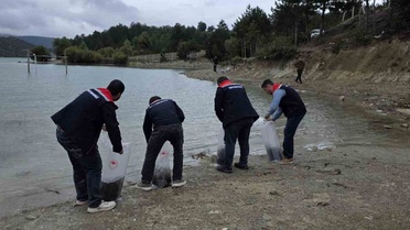 Havza'da 6 gölete yaklaşık 110 bin yavru sazan bırakıldı