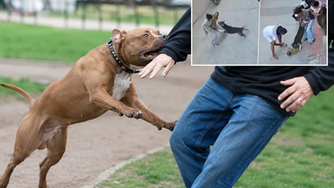 Hindistan'da korku dolu anlar! Pitbull bebeği metrelerce sürükledi, ağır yaralandı