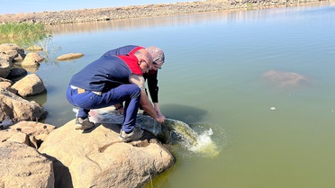 Şırnak İdil'de Dirsekli göletine 100 bin yavru sazan bırakıldı