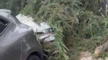 Maltepe'de inşaatta kesilen ağaç devrildi, park halindeki 2 otomobil hasar gördü