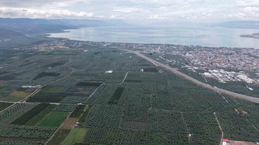 İznik'te coğrafi işaretli Müşküle üzümünde hasat başladı, kilosu 35 lira