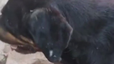 Samandağ'da silahla vurulan yaralı sokak köpeğine polis ekipleri sahip çıktı