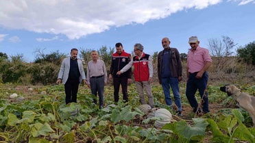 Tekirdağ Süleymanpaşa'da bal kabağı mesaisi, İl Tarım Müdürü tarlada inceledi