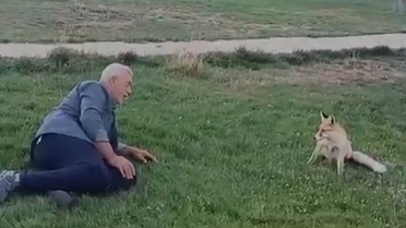 Bayburt'ta tilkiyi elleriyle besleyen Mikail Şeker'in dostluğu kameraya yansıdı