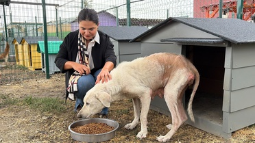 Bursa'da kurtarılan 8 yaşındaki köpeğin adı, sahiplenen avukatın adıyla Ülker oldu