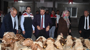 Şırnak Cizre'de kırsal destek projesiyle kadın yetiştiriciye 100 koyun teslim edildi