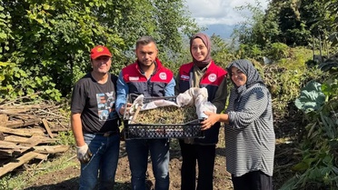 Düzce Yığılca'da çiftçi yeni sezon salep orkidesi dikimi gerçekleştirdi