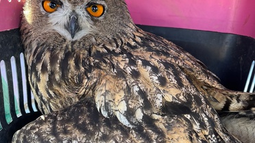 Enez'de uçamayan puhu kuşu, kanadındaki av tüfeği saçması nedeniyle tedaviye alındı