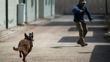 İstanbul'da EGM'ye bağlı köpek Arthur, 4. kattan atlayan şüpheliyi etkisiz hale getirdi.