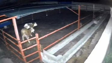 Kırşehir Boztepe'de mandıraya giren kurtlar iki hayvanı telef etti, anlar kamerada