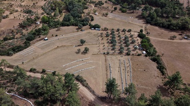 Muğla'da arıcılar çam balı hasadına başladılar, günlük 25-30 teneke bal alıyorlar