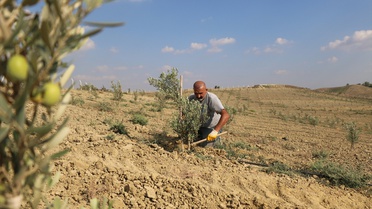 Diyarbakır Lice'de gazi olan memur, Adana'da 950 zeytin fidanı yetiştiriyor